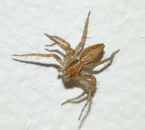 Réf. 252 510 : Oxyopes lineatus